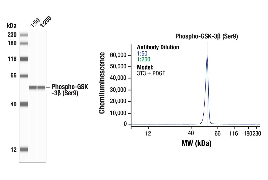 Western Blotting Image 1: Phospho-GSK-3β (Ser9) (D85E12) XP<sup>®</sup> Rabbit mAb
