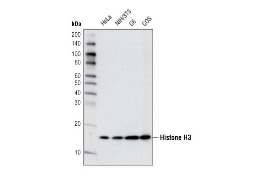 undefined Image 2: PhosphoPlus<sup>®</sup> Histone H3 (Ser10) Antibody Duet