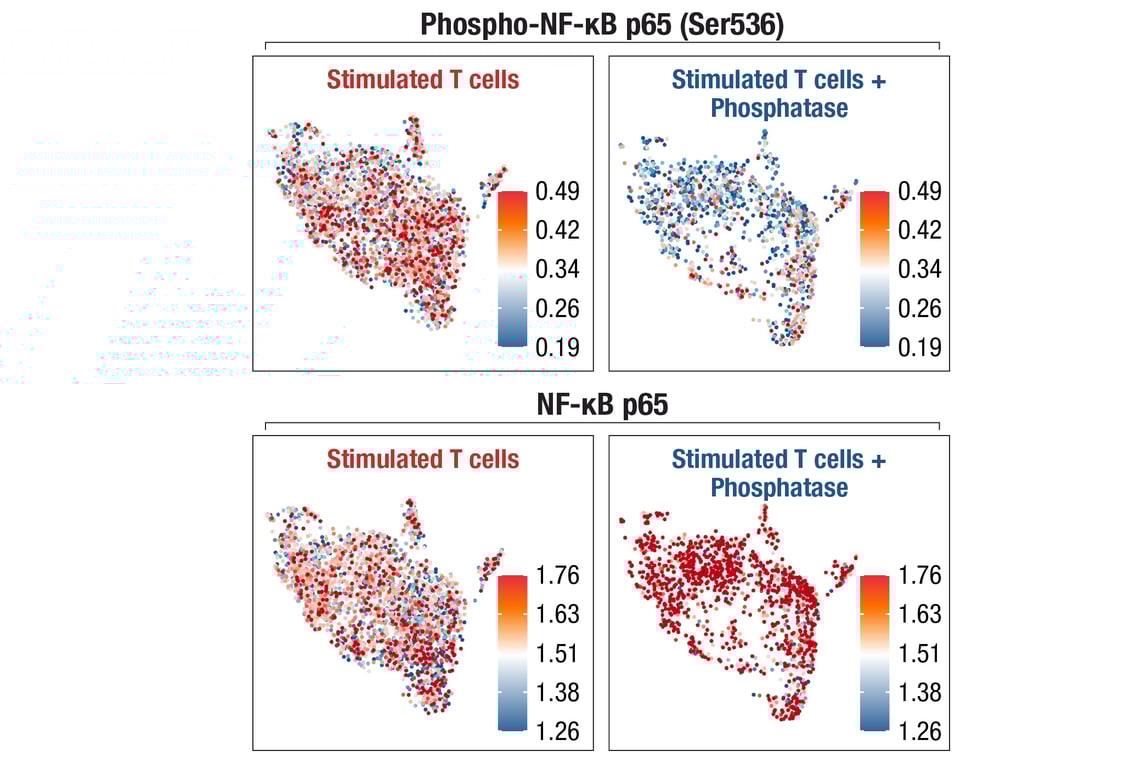 SCA Image 1: NF-κB p65 (D14E12) XP ® Rabbit mAb (InTraSeq™ 3' Conjugate 3033)