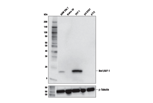 Western Blotting Image 1: Iba1/AIF-1 (E4O4W) XP<sup>®</sup> Rabbit mAb (BSA and Azide Free)