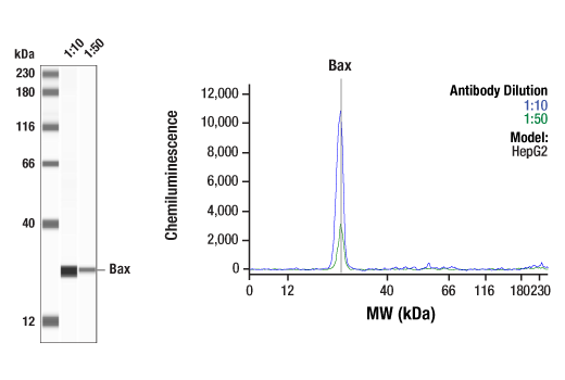 undefined Image 34: Pro-Apoptosis Bcl-2 Family Antibody Sampler Kit II