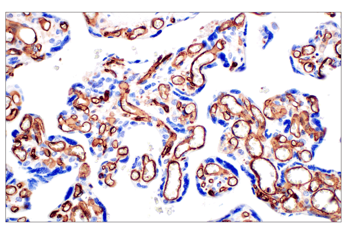 Immunohistochemistry Image 12: CD31 (PECAM-1) (F8M3S) Rabbit mAb (BSA and Azide Free)