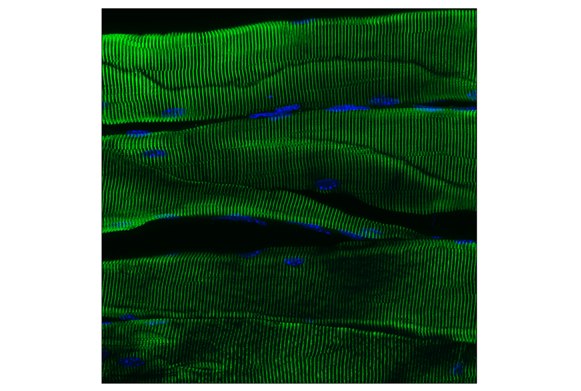 Immunofluorescence Image 3: Numb (C29G11) Rabbit mAb