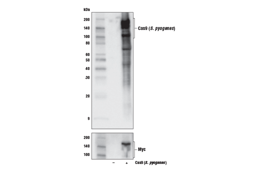 Western Blotting Image 1: Cas9 (<i>S. pyogenes</i>) (E7M1H) XP<sup>®</sup> Rabbit mAb