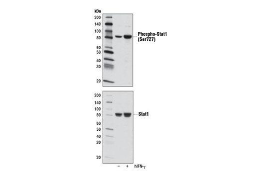 Western Blotting Image 3: Phospho-Stat1 (Ser727) (D3B7) Rabbit mAb