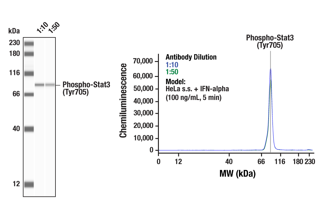 undefined Image 37: Stat3/Stat5 Signaling Antibody Sampler Kit