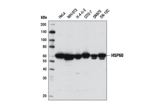 Western Blotting Image 1: HSP60 (D6F1) XP<sup>®</sup> Rabbit mAb (BSA and Azide Free)