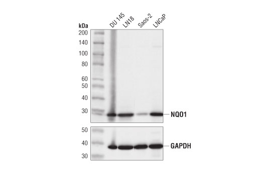 Western Blotting Image 1: NQO1 (D6H3A) Rabbit mAb