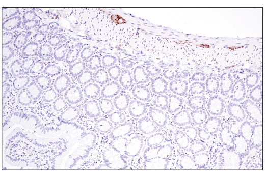 Immunohistochemistry Image 4: Tyrosine Hydroxylase (E2L6M) Rabbit mAb