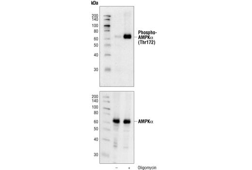 Western Blotting Image 1: Phospho-AMPKα (Thr172) (40H9) Rabbit mAb (Biotinylated)