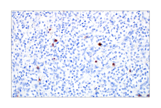 Immunohistochemistry Image 2: CD57 (HNK-1) Mouse mAb