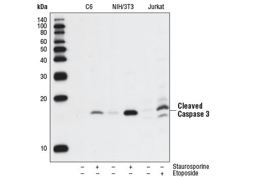 Western Blotting Image 1: Cleaved Caspase-3 (Asp175) (5A1E) Rabbit mAb (Biotinylated)