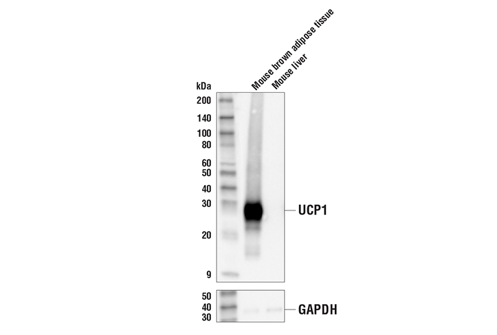 Western Blotting Image 1: UCP1 (E9Z2V) XP® Rabbit mAb