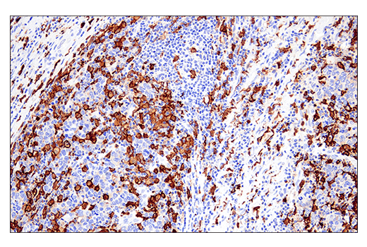 Immunohistochemistry Image 10: Iba1/AIF-1 (E4O4W) XP<sup>®</sup> Rabbit mAb (BSA and Azide Free)