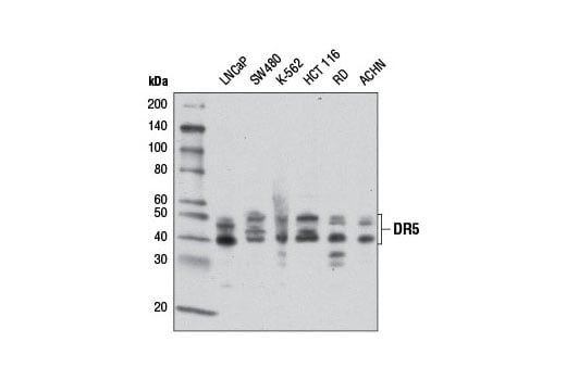 Western Blotting Image 1: DR5 (D4E9) XP® Rabbit mAb
