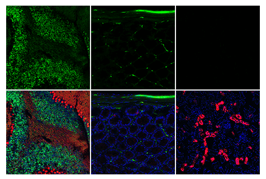Immunofluorescence Image 5: Calretinin (E7R6O) XP<sup>®</sup> Rabbit mAb