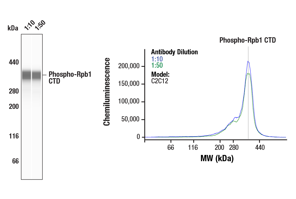 Western Blotting Image 1: Phospho-Rpb1 CTD (Ser2) (E1Z3G) Rabbit mAb