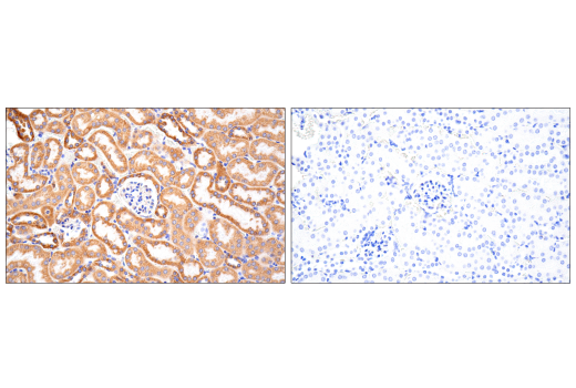 Immunohistochemistry Image 4: MAVS (E8Z7M) Rabbit mAb
