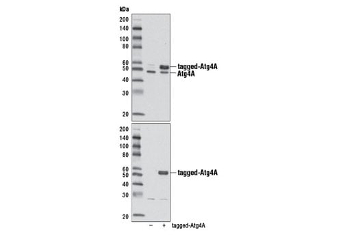 undefined Image 17: Autophagy Vesicle Elongation (LC3 Conjugation) Antibody Sampler Kit