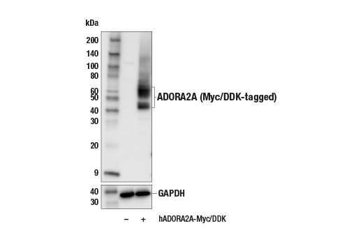 Western Blotting Image 2: ADORA2A/Adenosine Receptor A2a (E6M3W) Rabbit mAb