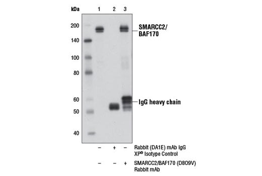 undefined Image 22: BAF Complex Antibody Sampler Kit II