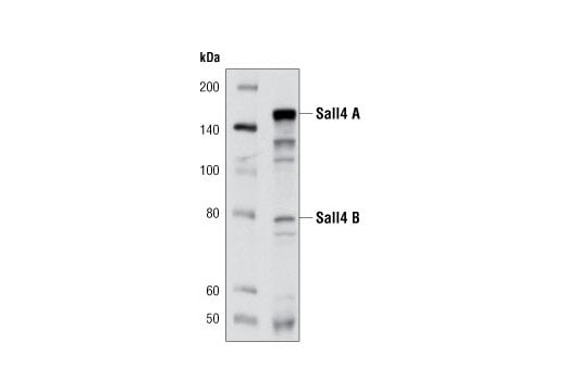 Western Blotting Image 1: Sall4 (D16H12) Rabbit mAb