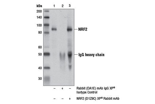 Immunoprecipitation Image 1: NRF2 (D1Z9C) XP<sup>®</sup> Rabbit mAb