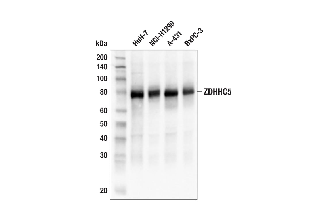 Western Blotting Image 1: ZDHHC5 (E7T4N) Rabbit mAb