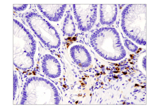 Immunohistochemistry Image 2: IDO (D5J4E<sup>™</sup>) Rabbit mAb (BSA and Azide Free)