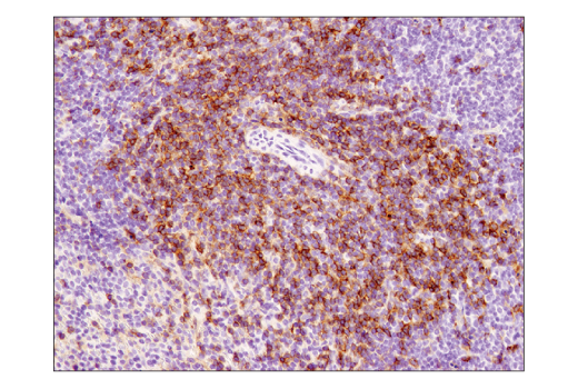 Immunohistochemistry Image 1: CD4 (D7D2Z) Rabbit mAb (BSA and Azide Free)