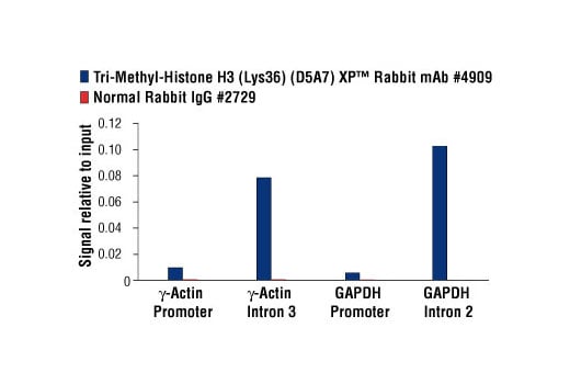 Chromatin Immunoprecipitation Image 3: Tri-Methyl-Histone H3 (Lys36) (D5A7) XP<sup>®</sup> Rabbit mAb