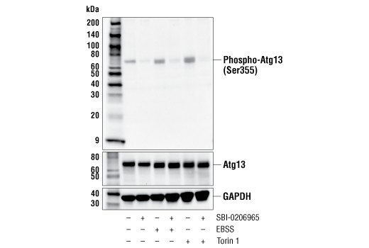 undefined Image 2: PhosphoPlus<sup>®</sup> Atg13 (Ser355) Antibody Duet