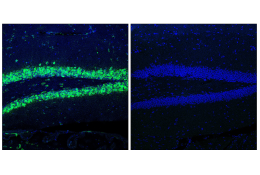 undefined Image 10: Cas9 and Associated Proteins Antibody Sampler Kit