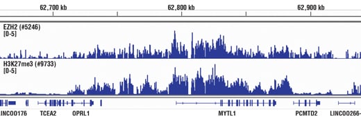 Chromatin Immunoprecipitation Image 1: Tri-Methyl-Histone H3 (Lys27) (C36B11) Rabbit mAb