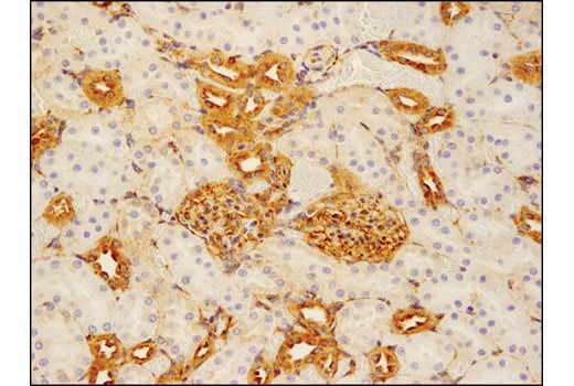 Immunohistochemistry Image 2: VAMP2 (D6O1A) Rabbit mAb