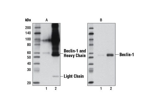 Western Blotting Image 2: Mouse Anti-rabbit IgG (Conformation Specific) (L27A9) mAb (HRP Conjugate)