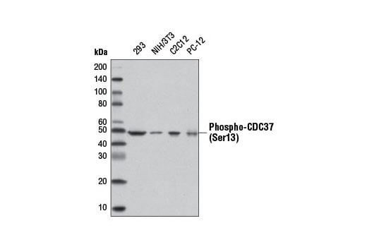 Western Blotting Image 1: Phospho-CDC37 (Ser13) (D8P8F) Rabbit mAb