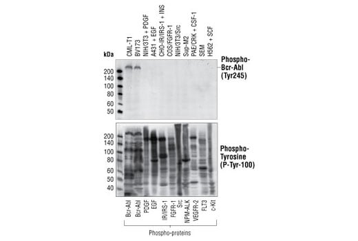 Western Blotting Image 1: Phospho-c-Abl (Tyr245) (73E5) Rabbit mAb