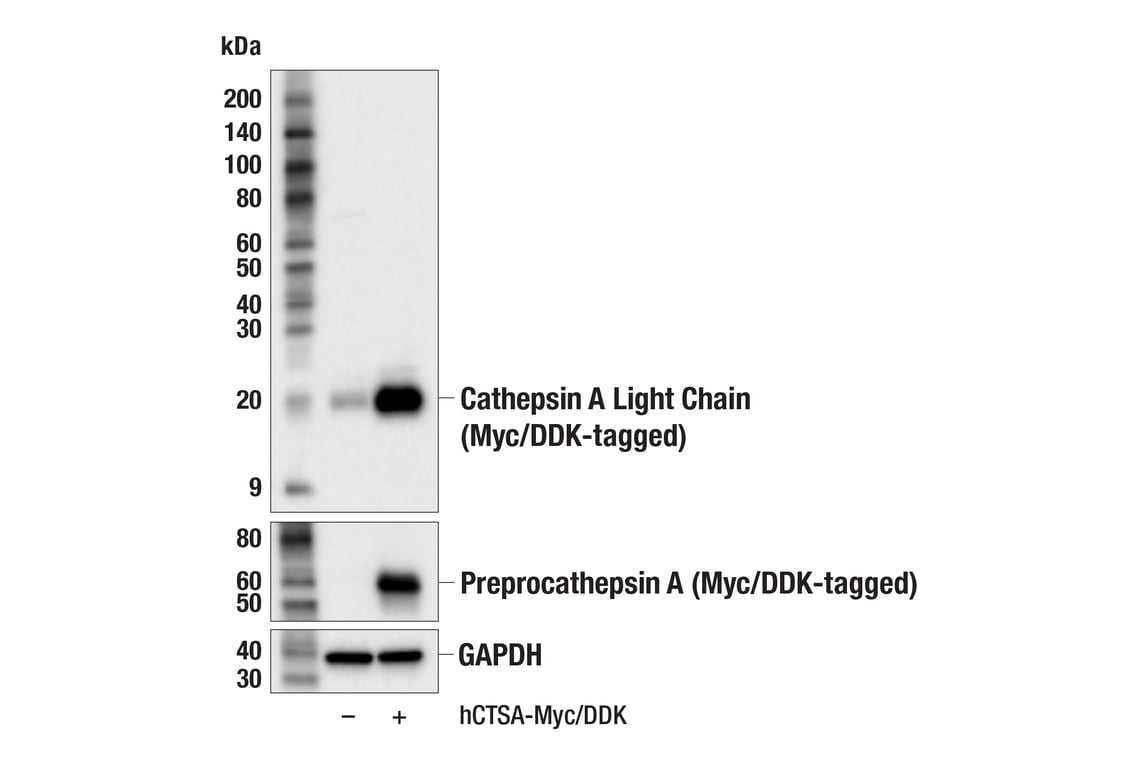Western Blotting Image 2: Cathepsin A (F8X9E) Rabbit mAb