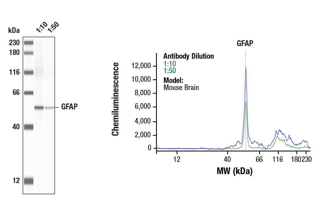 Western Blotting Image 1: GFAP (D1F4Q) XP<sup>®</sup> Rabbit mAb