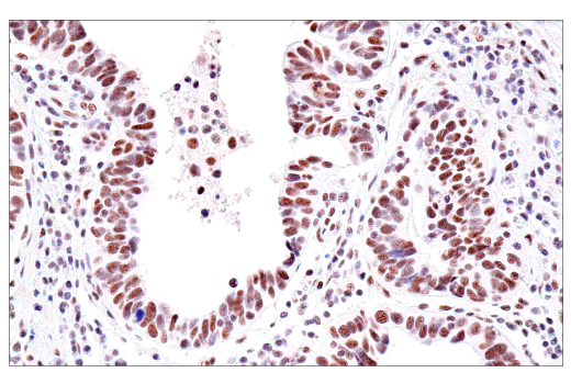 Immunohistochemistry Image 4: USP39 (E8U2M) Rabbit mAb