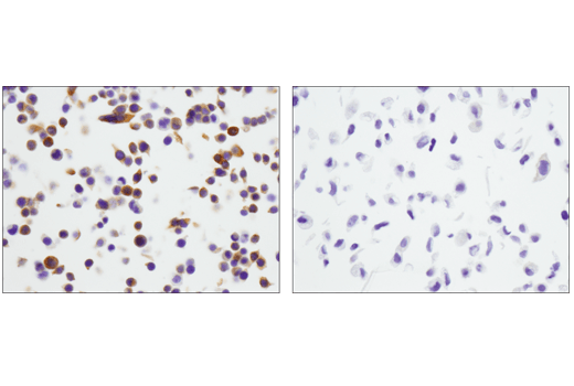 Immunohistochemistry Image 7: STING (D2P2F) Rabbit mAb