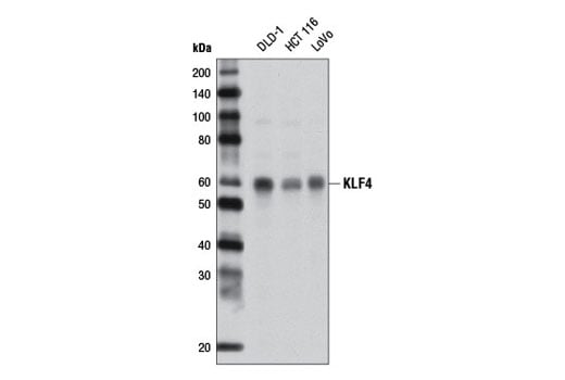 Western Blotting Image 1: KLF4 (D1F2) Rabbit mAb