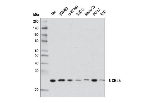 Western Blotting Image 1: UCHL3 (D25E6) Rabbit mAb