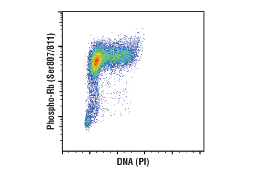 Flow Cytometry Image 1: Phospho-Rb (Ser807/811) (D20B12) XP<sup>®</sup> Rabbit mAb (BSA and Azide Free)