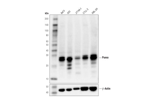 Western Blotting Image 1: Puma (D7L9L) Rabbit mAb