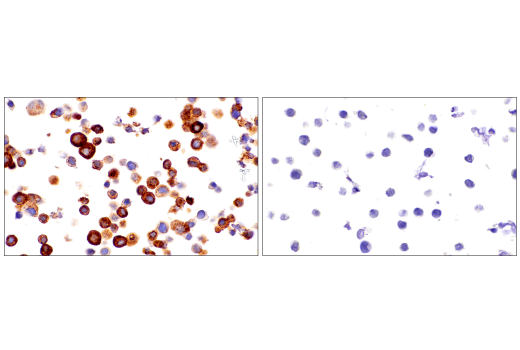 Immunohistochemistry Image 5: CHGA (5H7) Mouse mAb