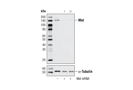 undefined Image 1: SignalSilence<sup>®</sup> Met siRNA I