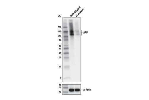 Western Blotting Image 1: APP (E8B3O) XP<sup>®</sup> Rabbit mAb
