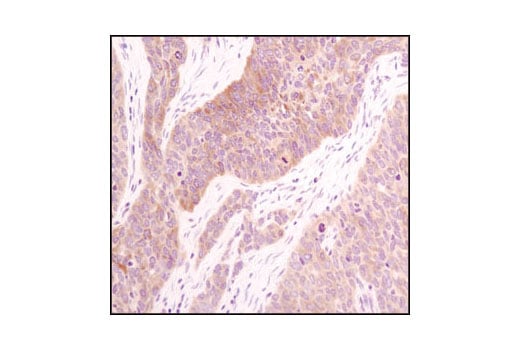 Immunohistochemistry Image 5: Acetyl-CoA Carboxylase (C83B10) Rabbit mAb (BSA and Azide Free)